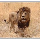 Löwe im Ngorongoro-Krater