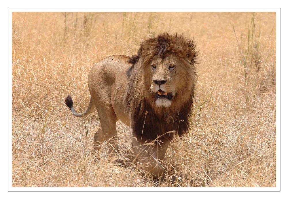 Löwe im Ngorongoro-Krater