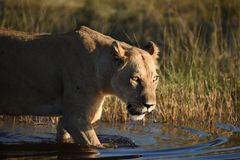 Löwe im Okavango Delta