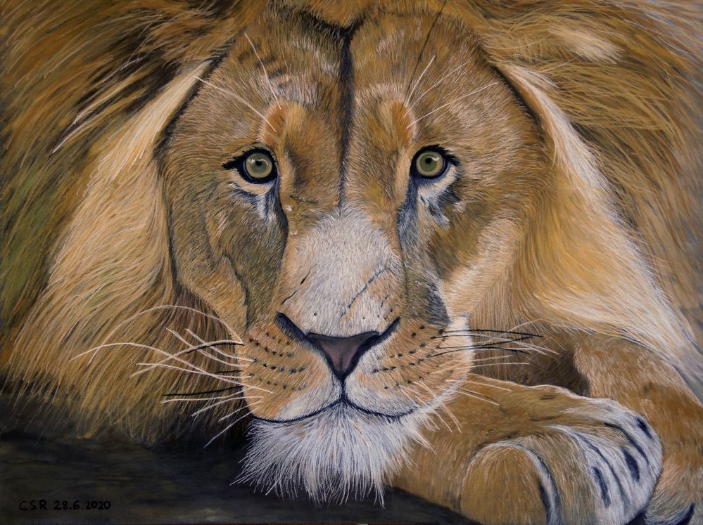 Löwe im Porträt - mit Pastellkreide gemalt Foto & Bild | malerei, löwe