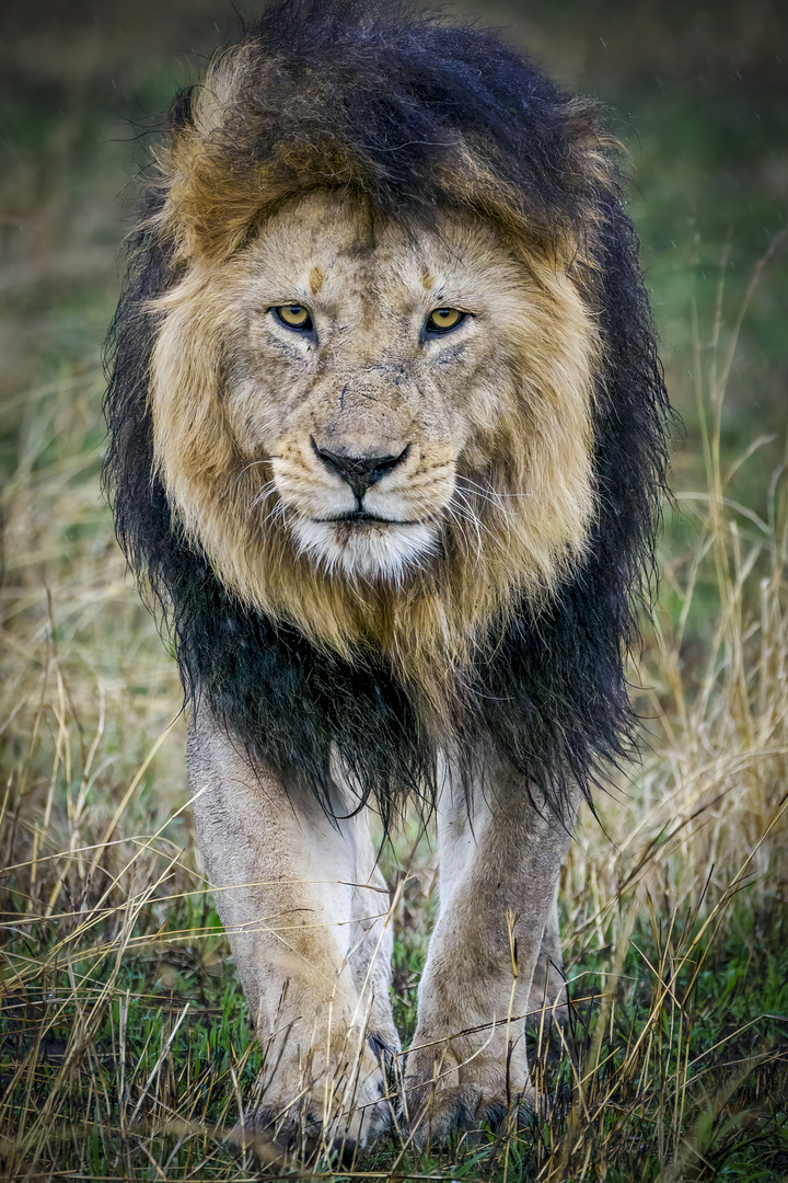 Löwe im Regen