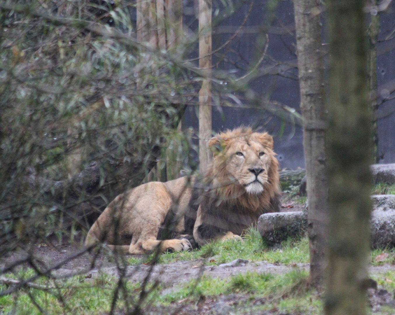 Löwe im Regen