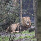 Löwe im Regen