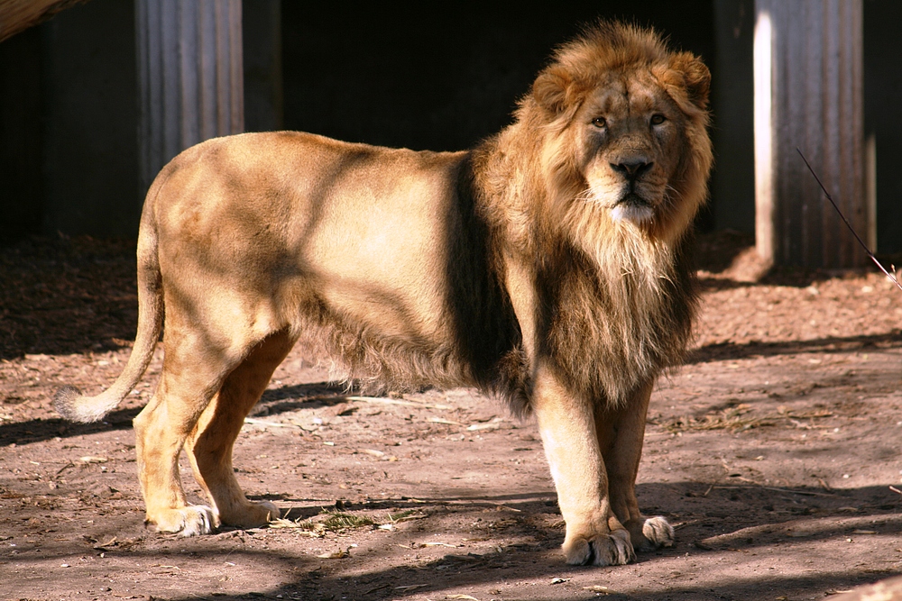 Löwe im Rotterdamer Zoo (Niederlande) (19.03.2012)