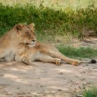 Löwe im Ruhezustand 