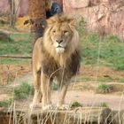 Löwe im Ruhrzoo