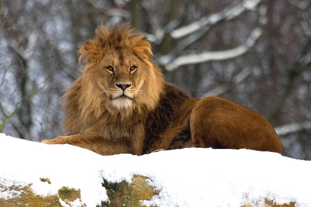 Löwe im Schnee