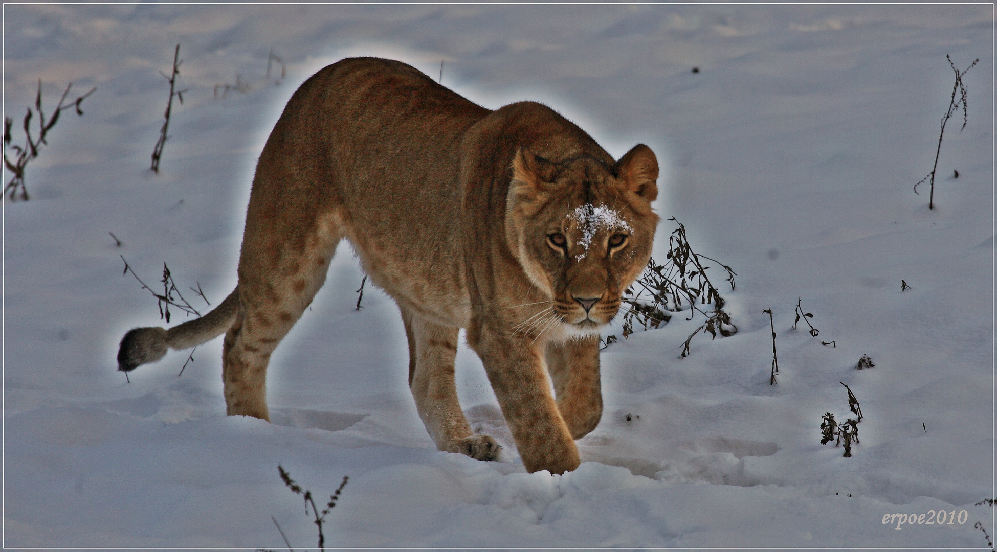 Lowe Im Schnee Foto Bild Tiere Zoo Wildpark Falknerei Saugetiere Bilder Auf Fotocommunity