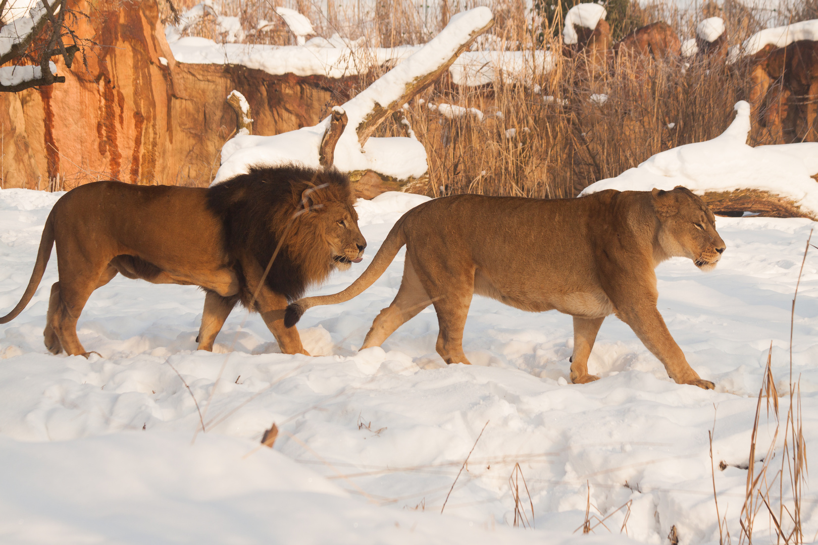 Lowe Im Schnee Foto Bild Tiere Zoo Wildpark Falknerei Saugetiere Bilder Auf Fotocommunity