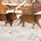 Löwe im Schnee