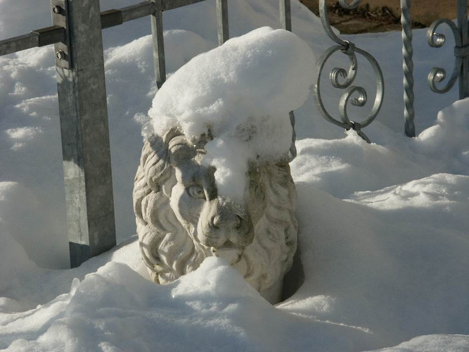 Löwe im Schnee