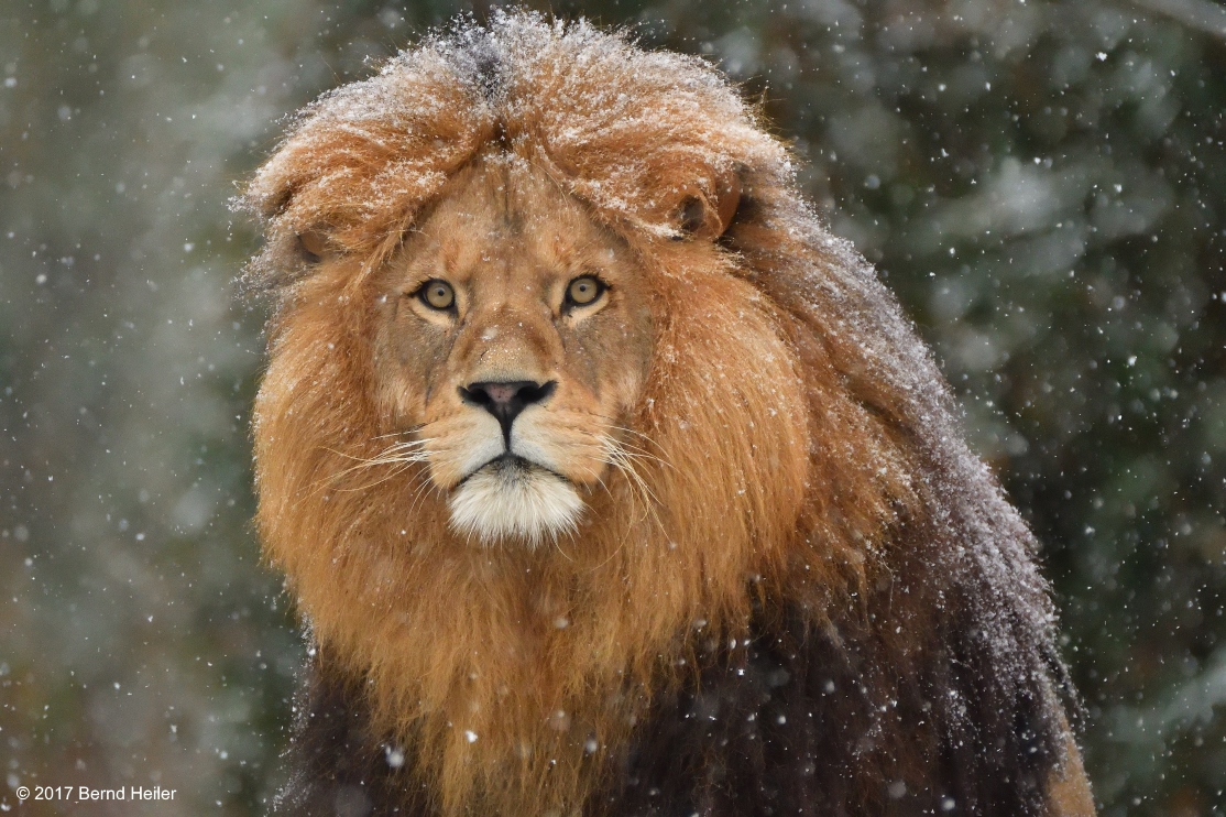 Lowe Im Schnee Foto Bild Tiere Zoo Wildpark Falknerei Saugetiere Bilder Auf Fotocommunity
