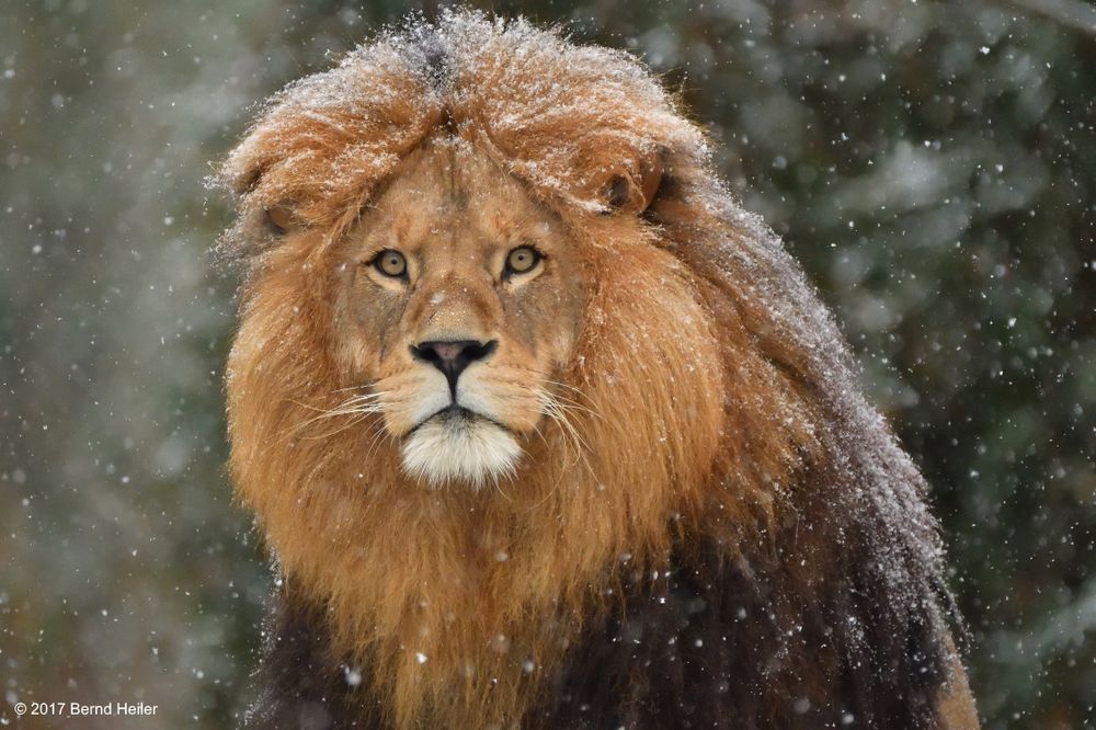 Löwe im Schnee