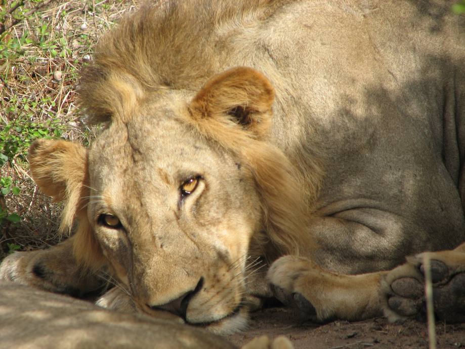 Löwe im Selous Reservat, Tansania