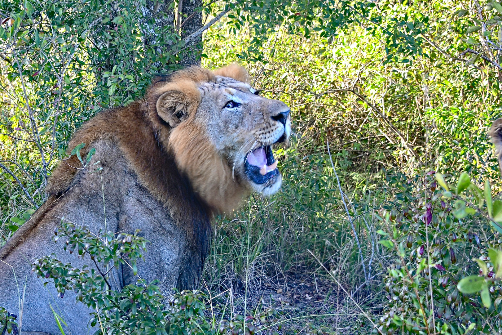 Löwe im Tembe Elephant Park