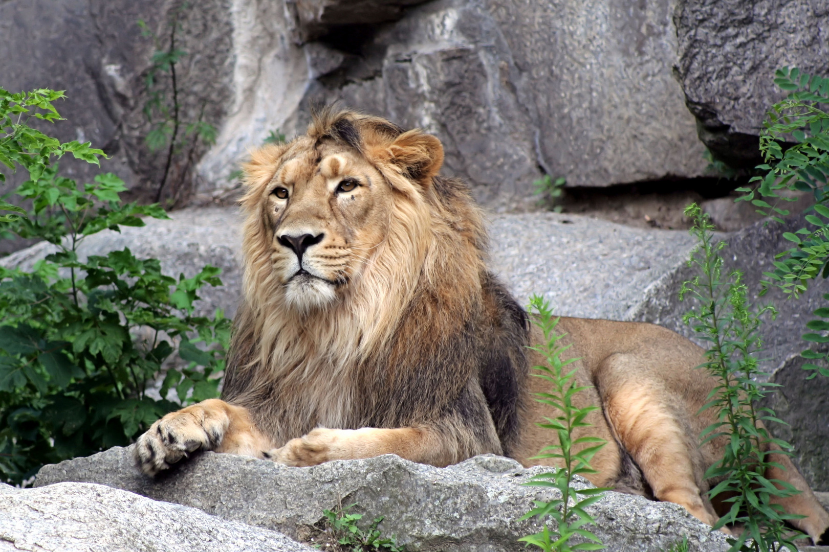 Löwe im Tierpark Berlin Friedrichsfelde