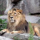 Löwe im Tierpark Berlin Friedrichsfelde