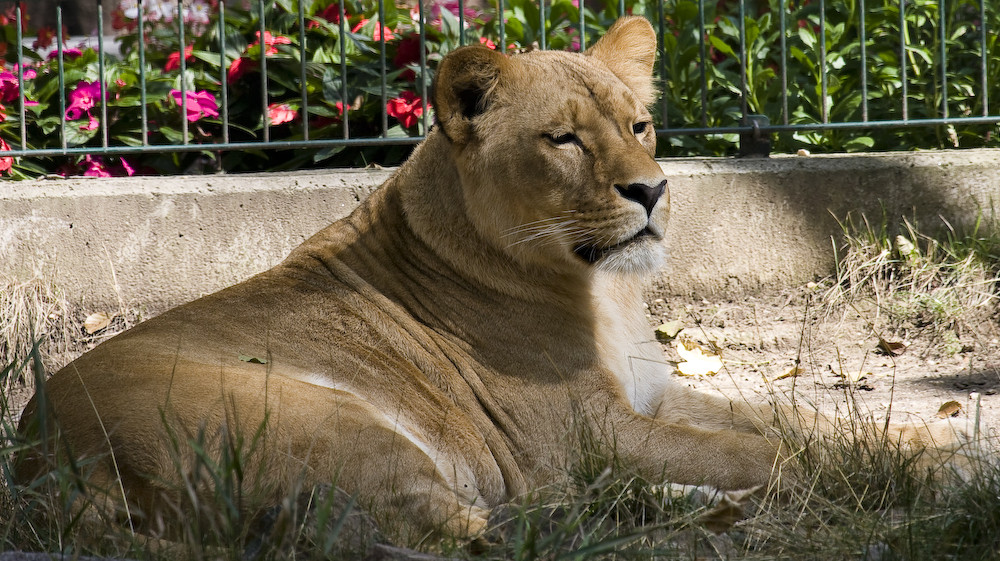 Löwe im Tierpark Chemnitz.