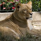 Löwe im Tierpark Chemnitz.