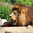 Löwe im Tierpark Hellabrunn