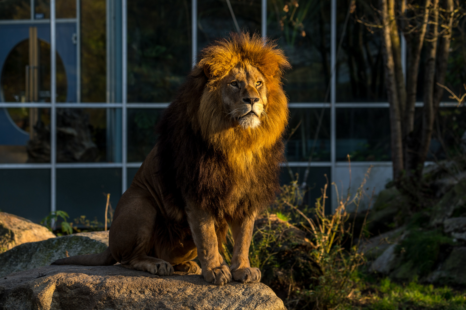 Löwe im Tierpark Hellabrunn München