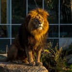 Löwe im Tierpark Hellabrunn München