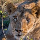 Löwe im Timbavati Game Reserve