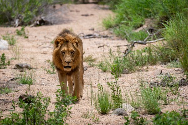 Löwe im trockenen Flussbett