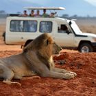 Löwe im Tsavo-East NP 2