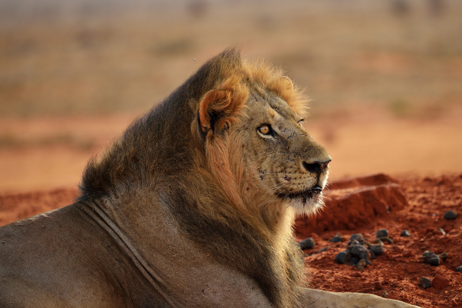 Löwe im Tsavo-East NP 3