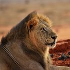 Löwe im Tsavo-East NP 3