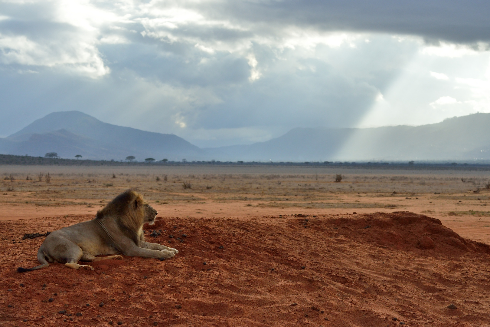 Löwe im Tsavo-East NP 4