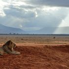 Löwe im Tsavo-East NP 4