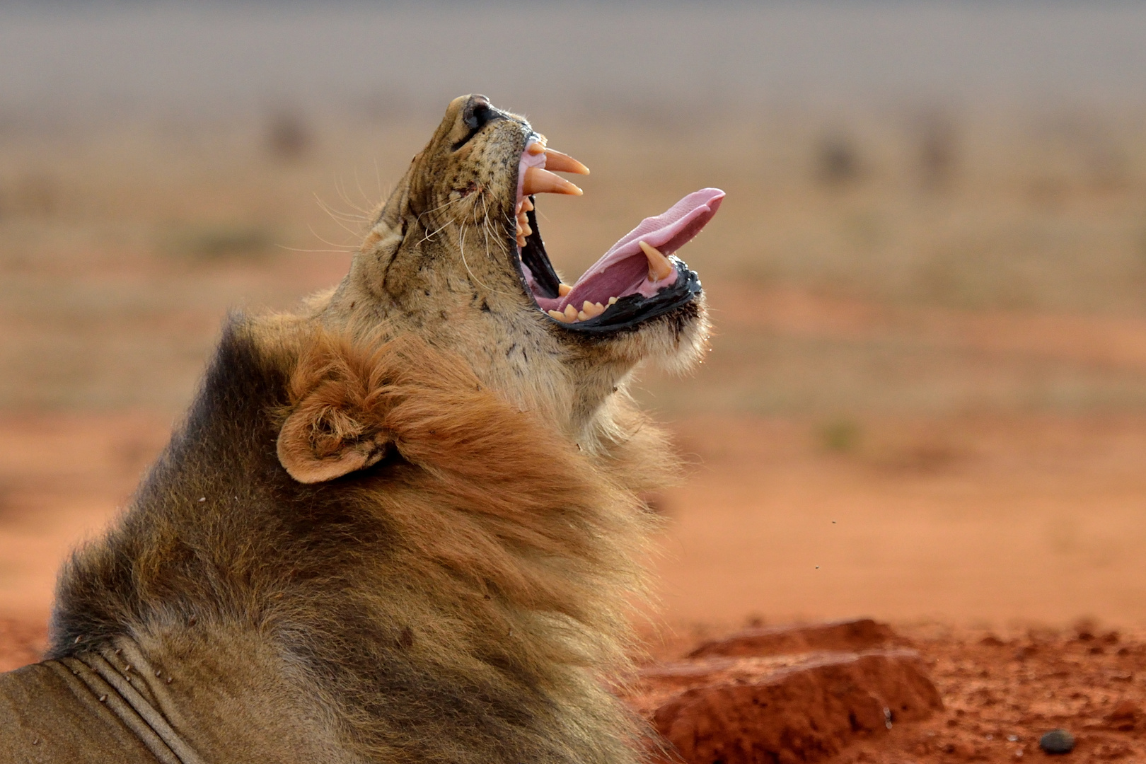 Löwe im Tsavo-East NP 5