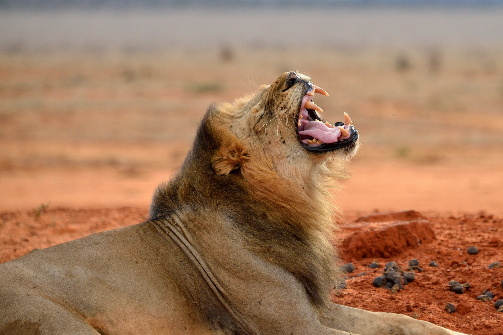 Löwe im Tsavo-East NP 6