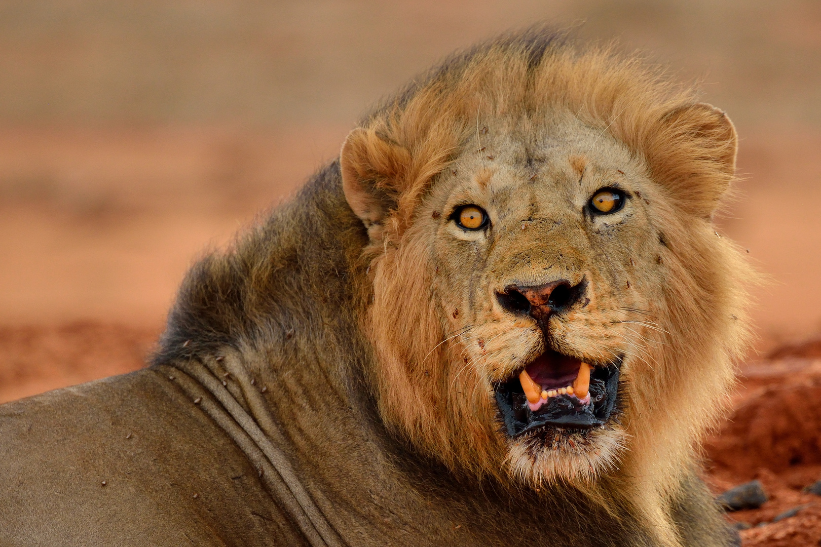 Löwe im Tsavo-East NP 7