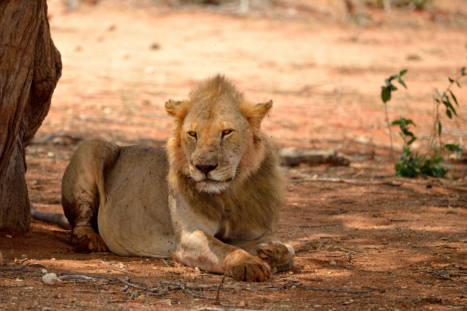 Löwe im Tsavo-East NP 8