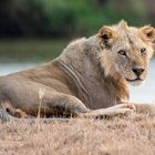 Löwe im Tsavo-Ost