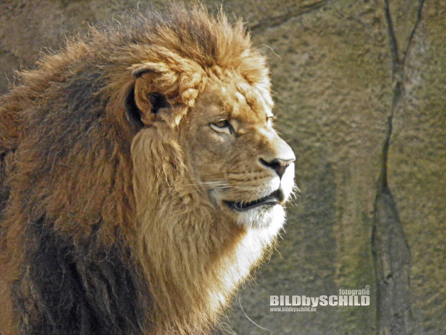 Löwe im Wuppertaler Zoo