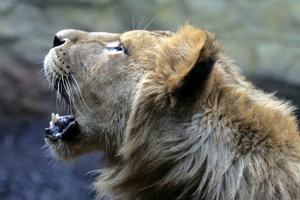 Löwe im Wuppertaler Zoo