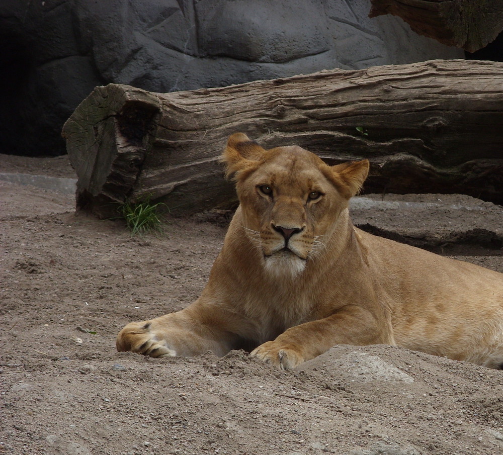 löwe im zoo