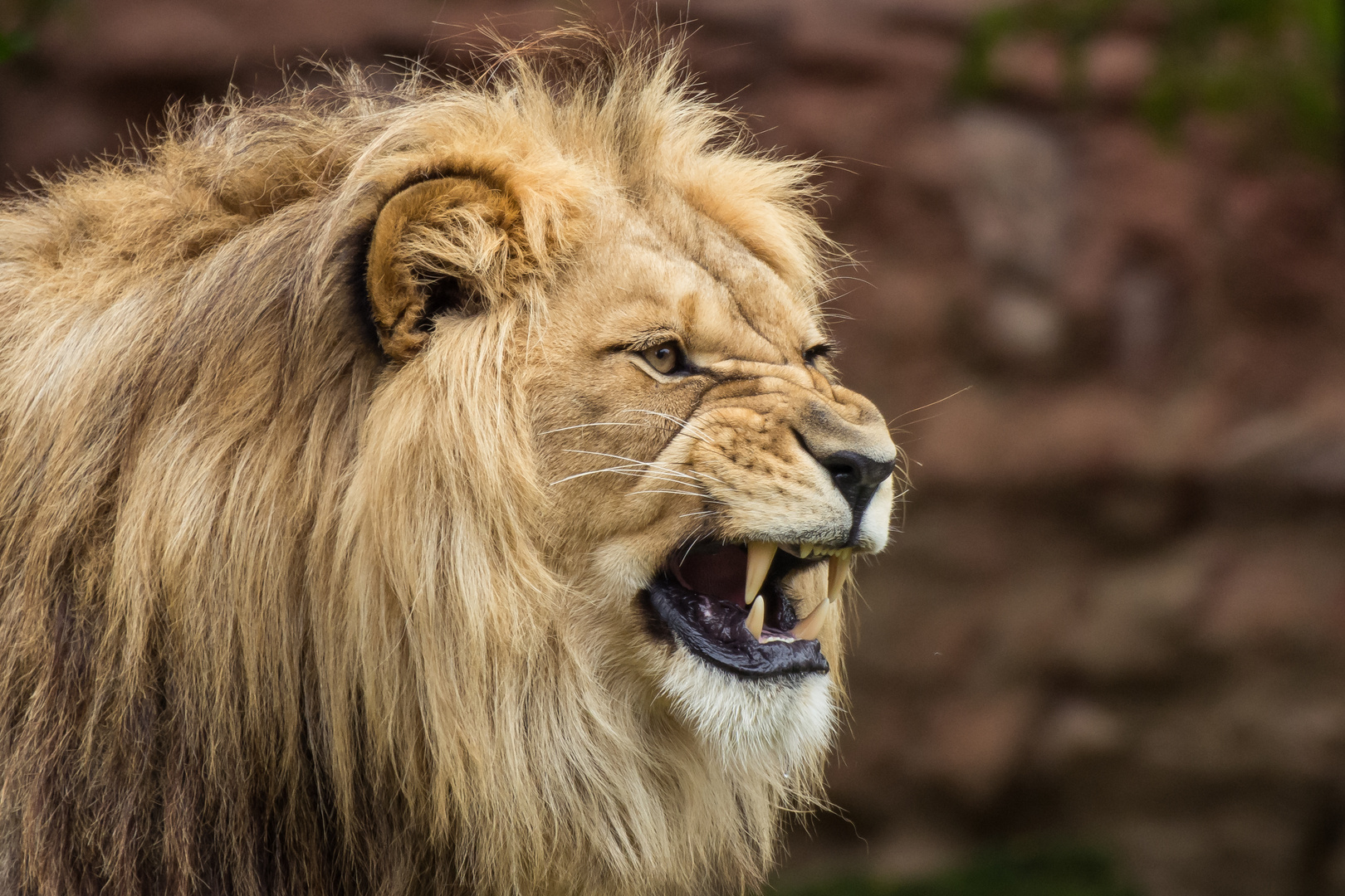 Löwe im Zoo