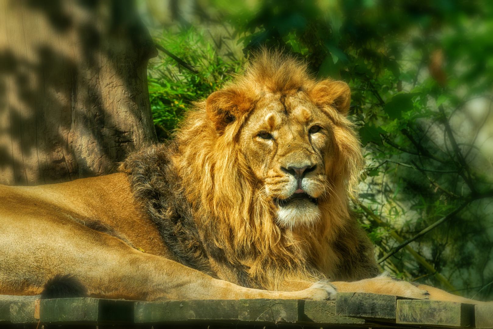 Löwe im Zoo 