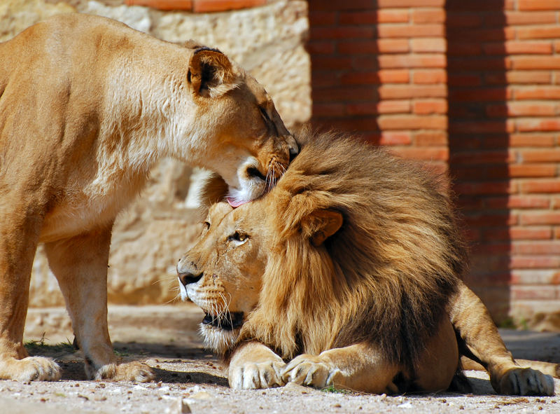 Löwe im Zoo