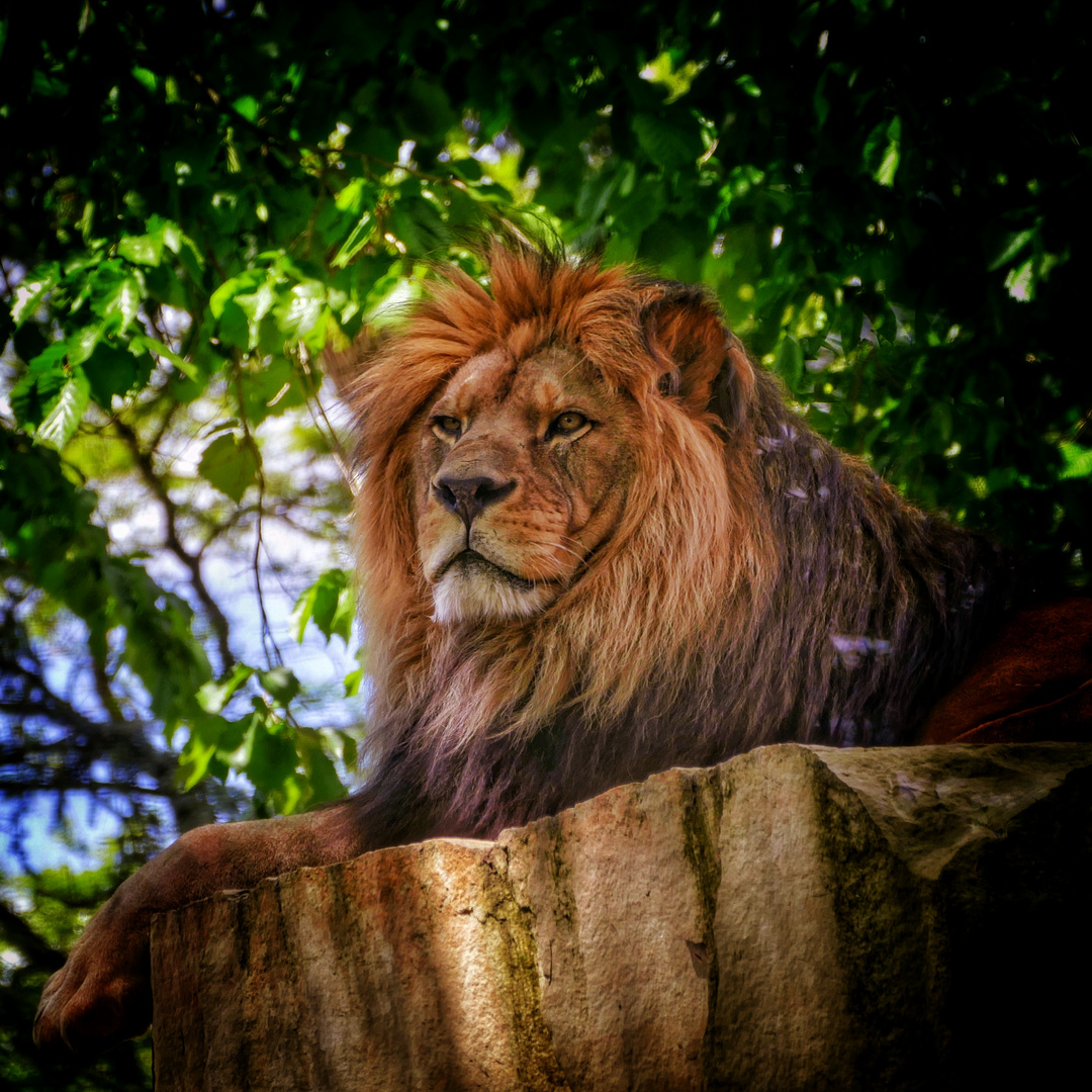 Löwe im Zoo