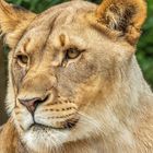 Löwe im Zoo Basel