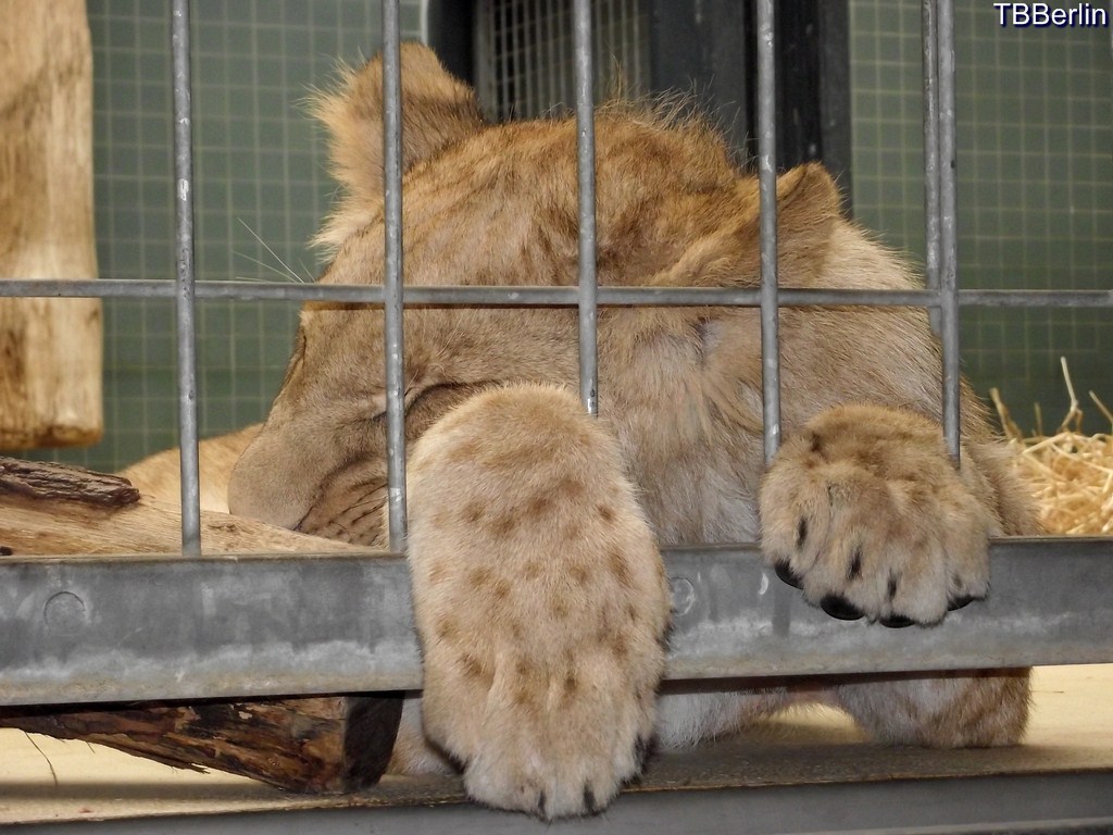 Löwe im Zoo Berlin