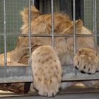 Löwe im Zoo Berlin