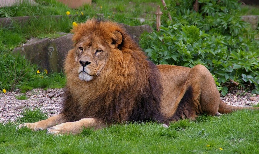 Löwe im Zoo Dortmund