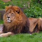 Löwe im Zoo Dortmund